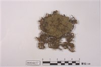 藏品(林氏絨衣)的圖片